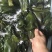 【一手货源】盐渍整颗海带大量供应品质保证视频看货