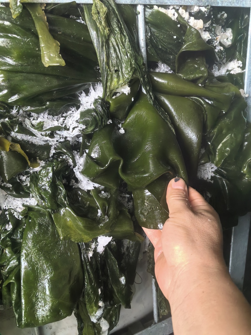 【一手货源】盐渍整颗海带大量供应品质保证视频看货