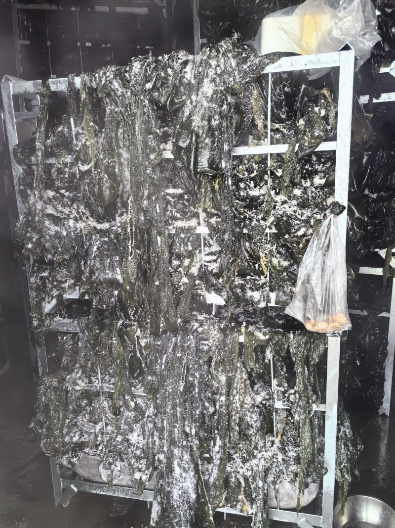 【一手货源】盐渍整颗海带大量供应品质保证视频看货