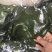 【一手货源】盐渍整颗海带大量供应品质保证视频看货