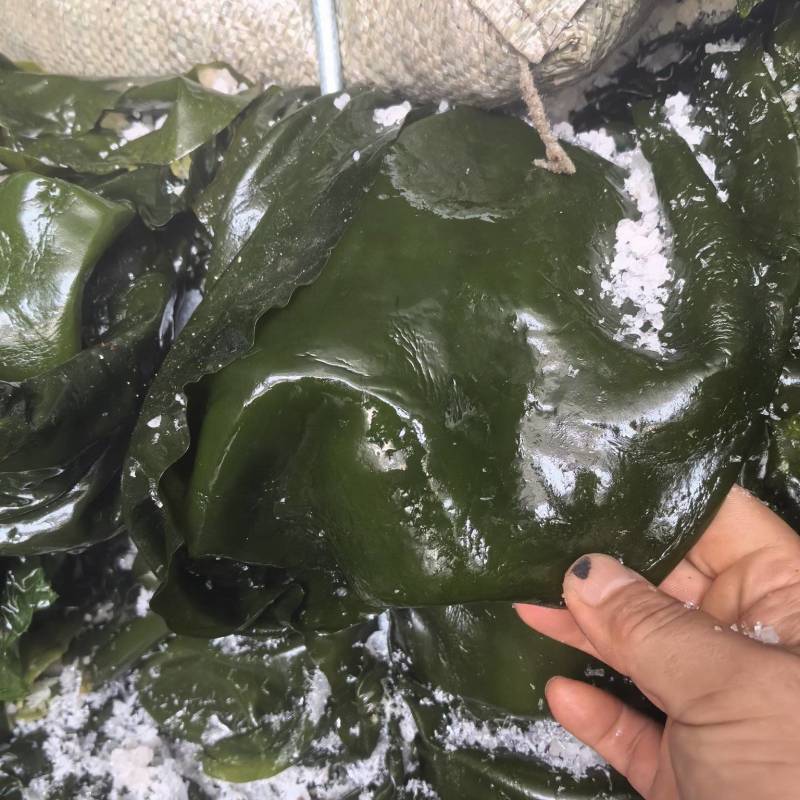 【一手货源】盐渍整颗海带大量供应品质保证视频看货