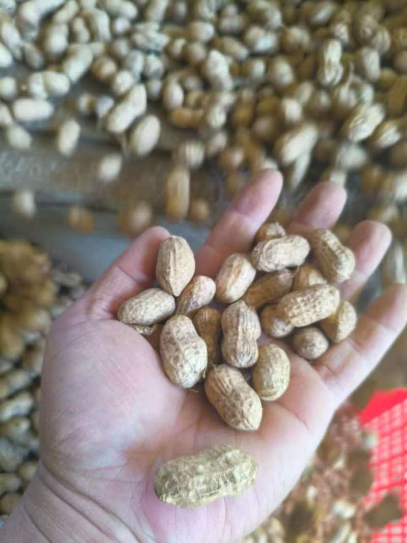 湖北小白沙花生清香上市量大从优走货全国量大从优欢迎采购
