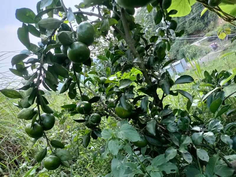 早熟温州蜜桔批发