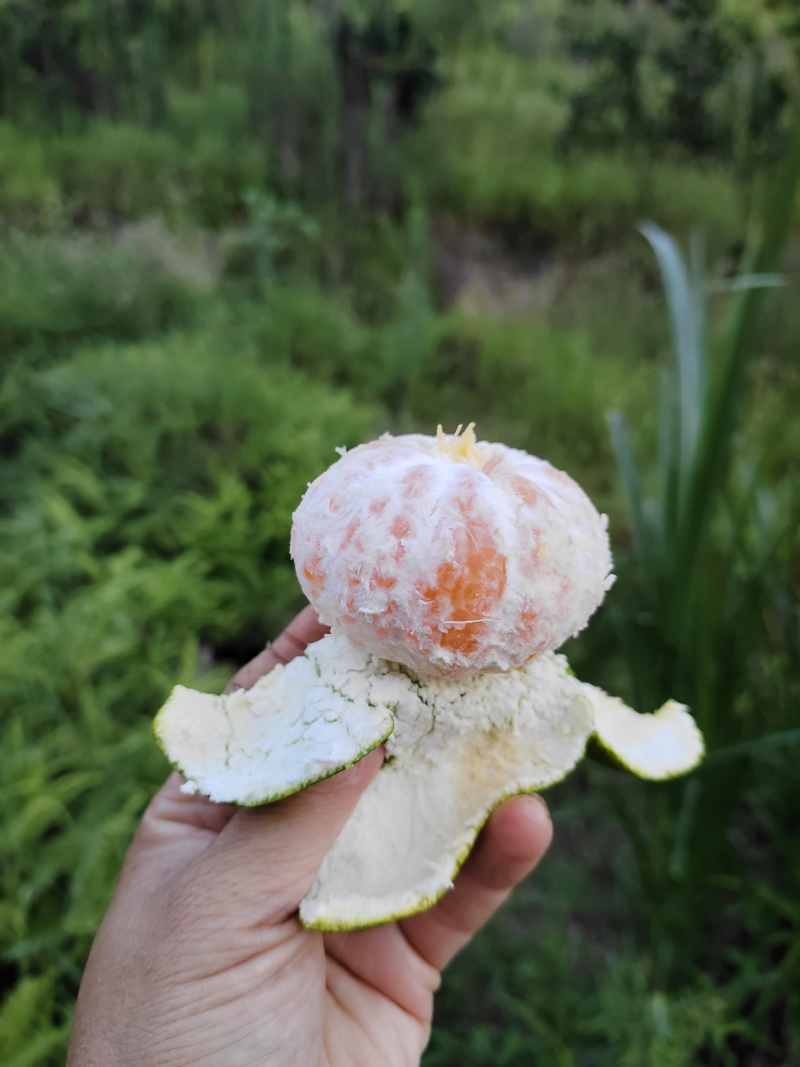 早熟温州蜜桔批发