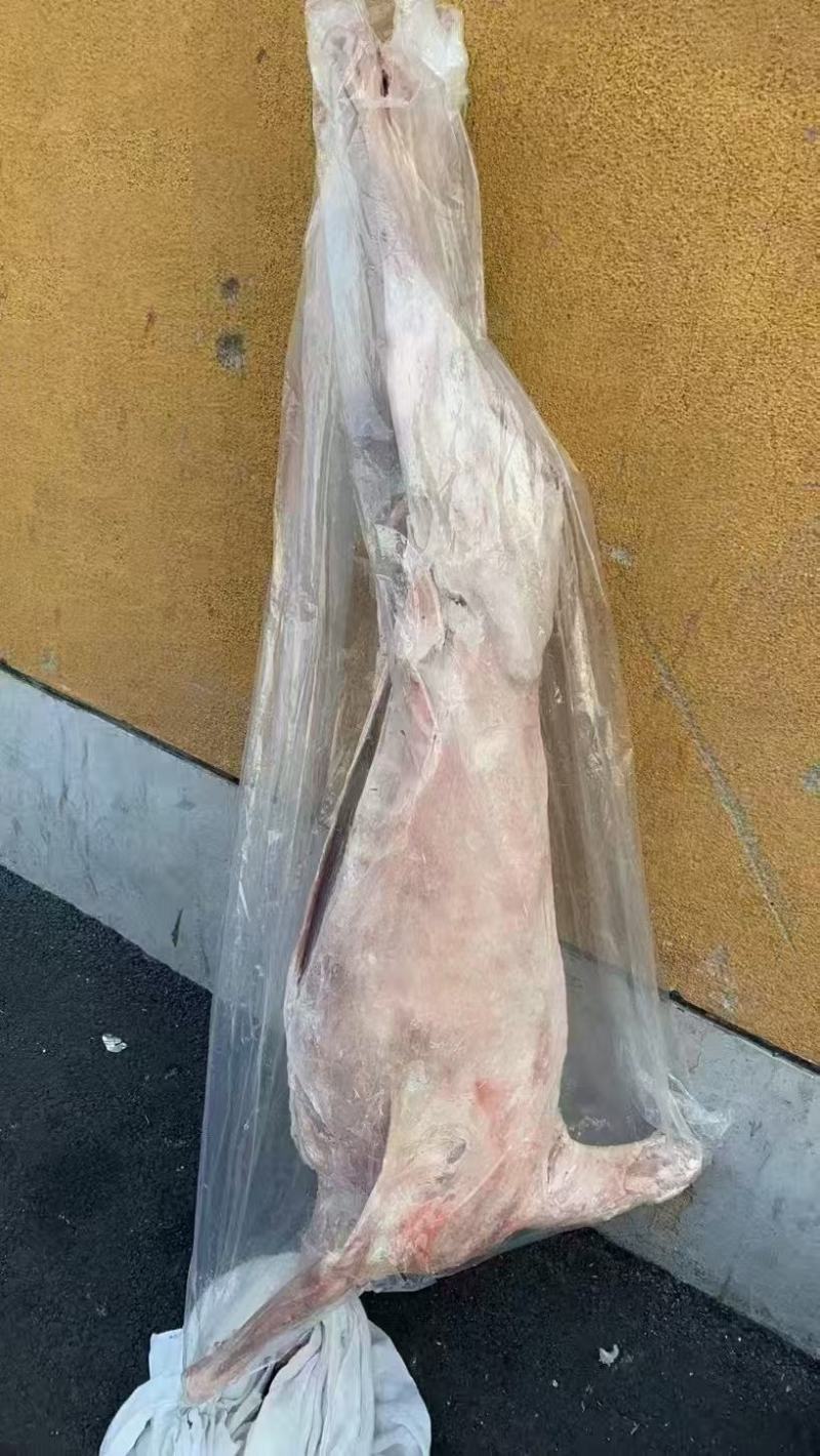直条羊