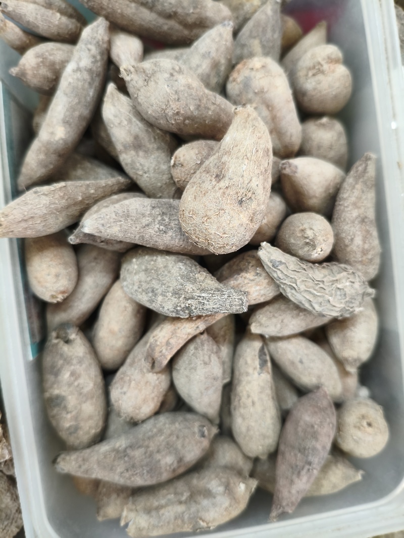 郁金