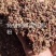 枣粉红枣粉糖份56，蛋白6%，灰分8，水分12左右
