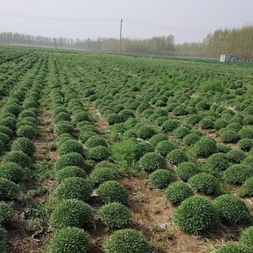 山东景天三七大量有货，鲜货晒干货都有，视频看货对接全国