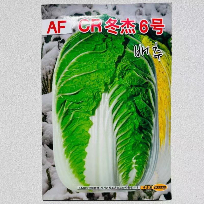 优质金凤凰白菜CR冬杰6号大白菜种子中晚熟黄心大白菜种子