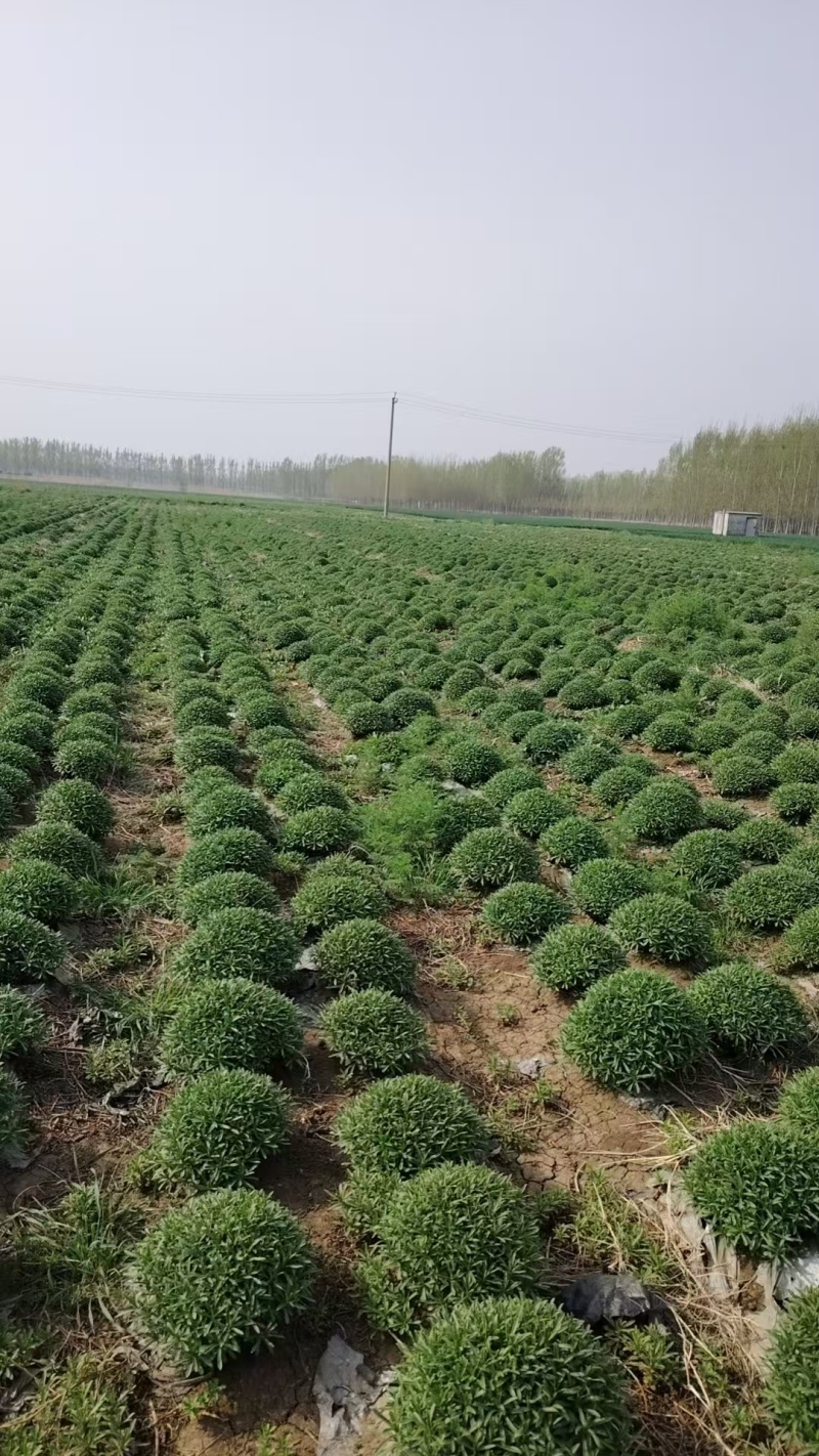 山东景天三七大量有货，鲜货晒干货都有，视频看货对接全国