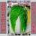 优质金凤凰白菜CR冬杰6号大白菜种子中晚熟黄心大白菜种子