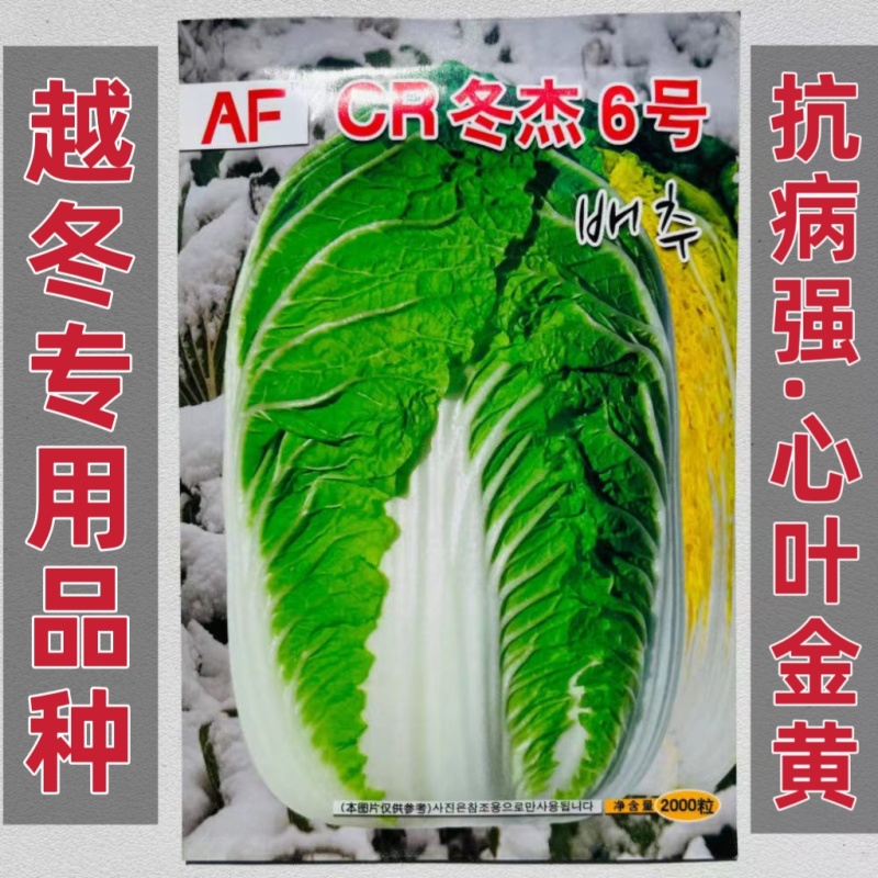 优质金凤凰白菜CR冬杰6号大白菜种子中晚熟黄心大白菜种子