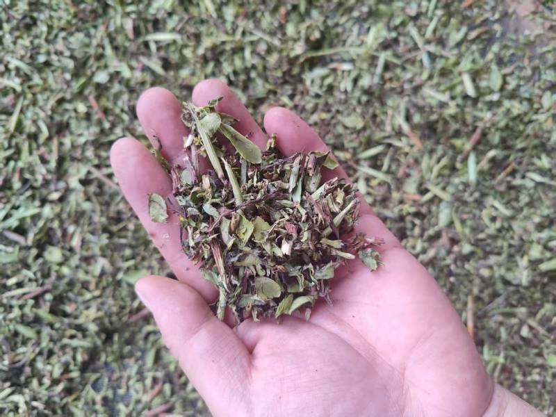 山东景天三七大量有货，鲜货晒干货都有，视频看货对接全国