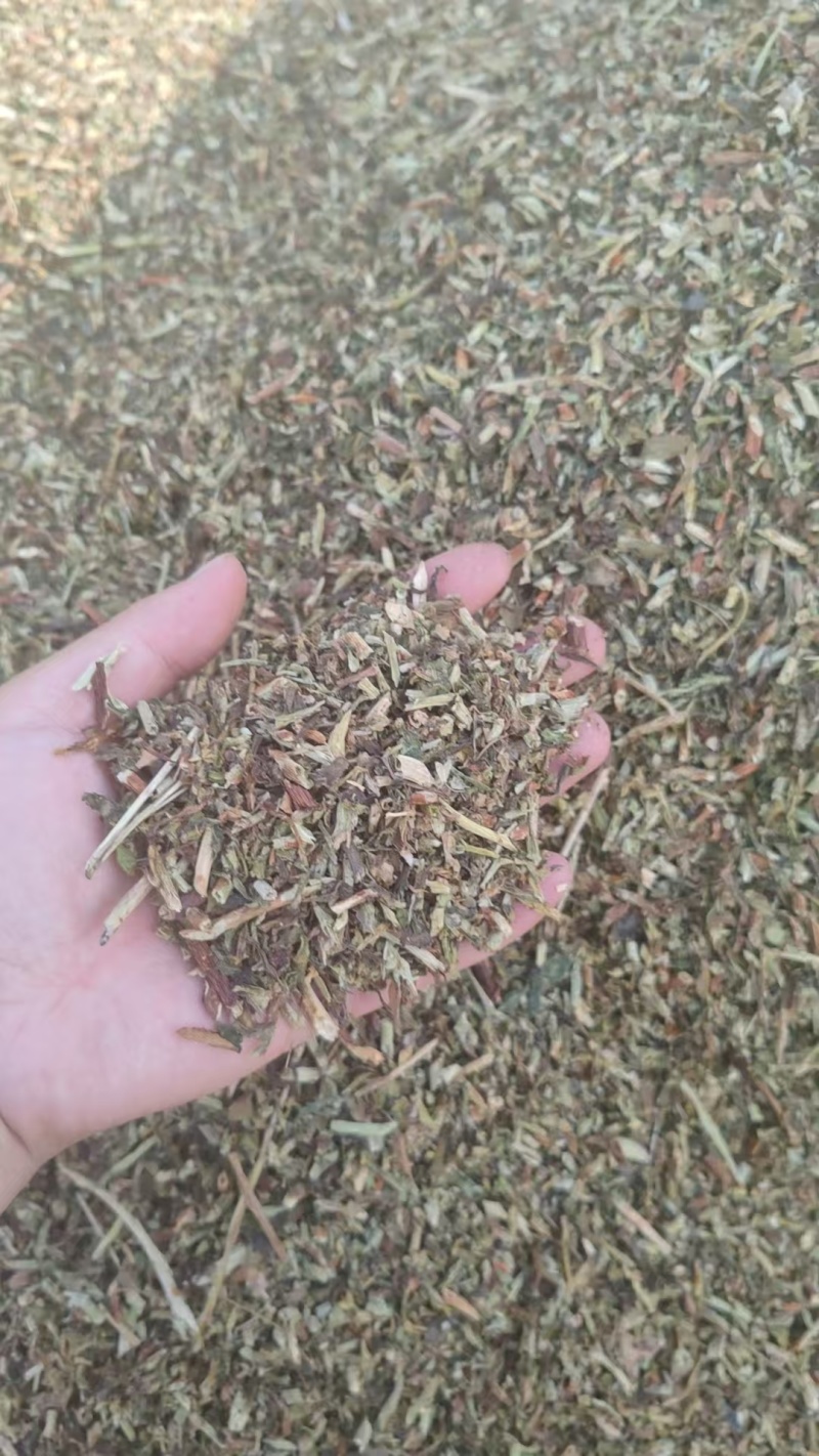 山东景天三七大量有货，鲜货晒干货都有，视频看货对接全国