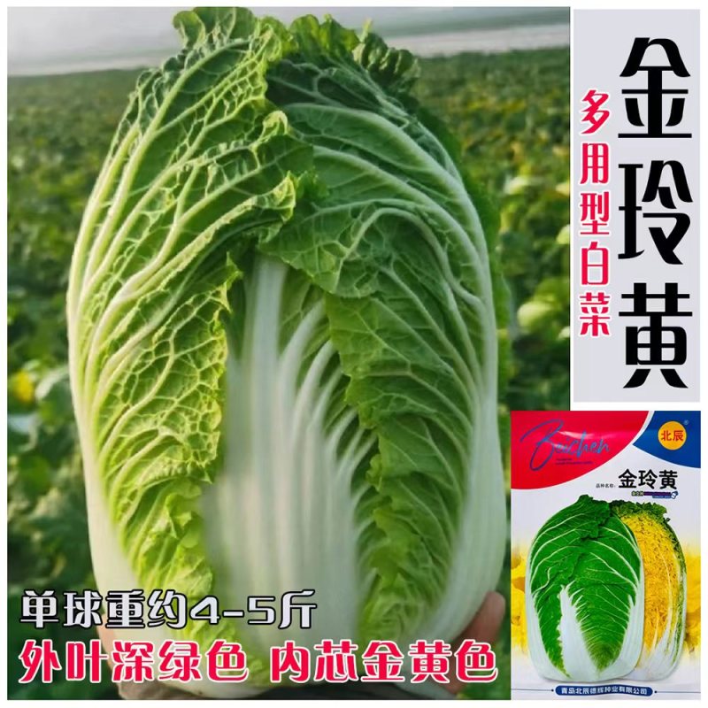 优质金凤凰白菜CR冬杰6号大白菜种子中晚熟黄心大白菜种子