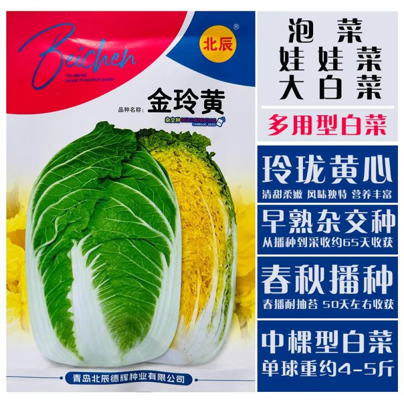 优质金凤凰白菜CR冬杰6号大白菜种子中晚熟黄心大白菜种子