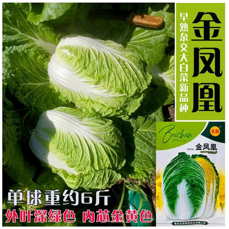 优质金凤凰白菜CR冬杰6号大白菜种子中晚熟黄心大白菜种子