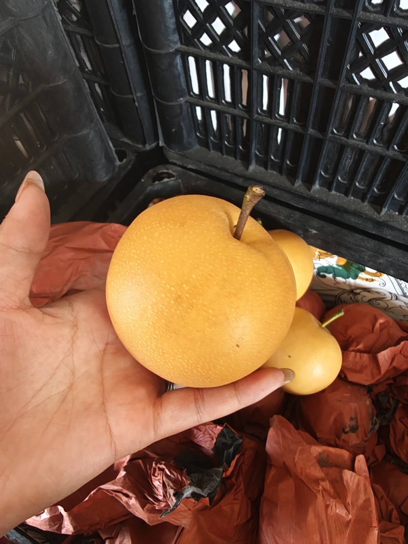 精品秋月梨