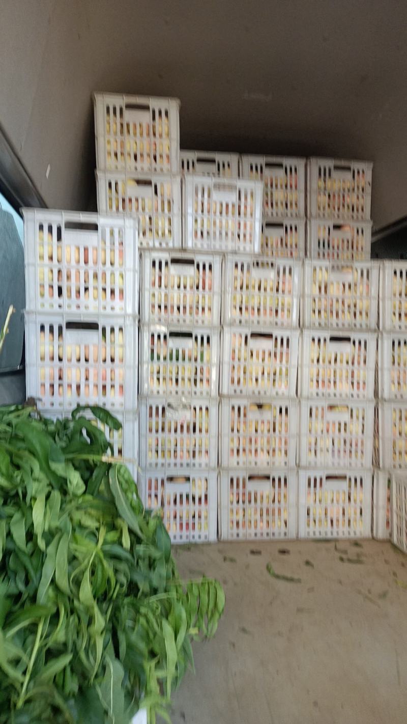 永连蜜桃大量上市有需要老板联系我代发，代收，电商，超市，
