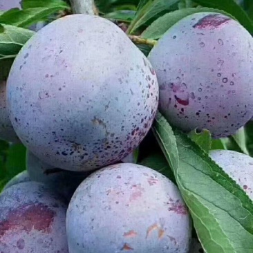 脆红李