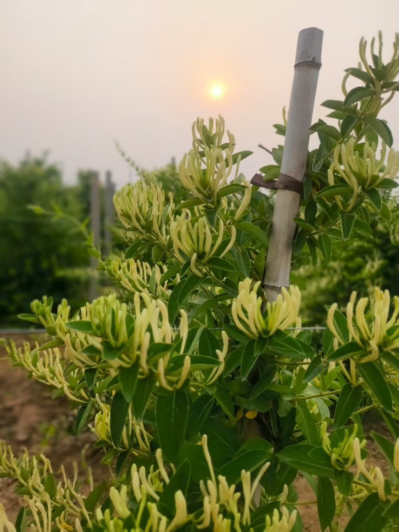 北花一号金银花量大质优价格优惠一手货源支持视频看货