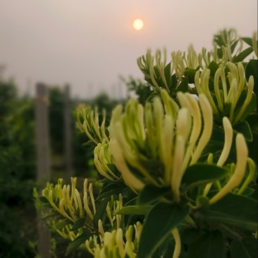河北北花一号金银花基地直销量大质优一手货源欢迎咨询