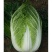 小义和秋全能王大白菜菜籽种高产耐热山东圆筒秋白菜种子