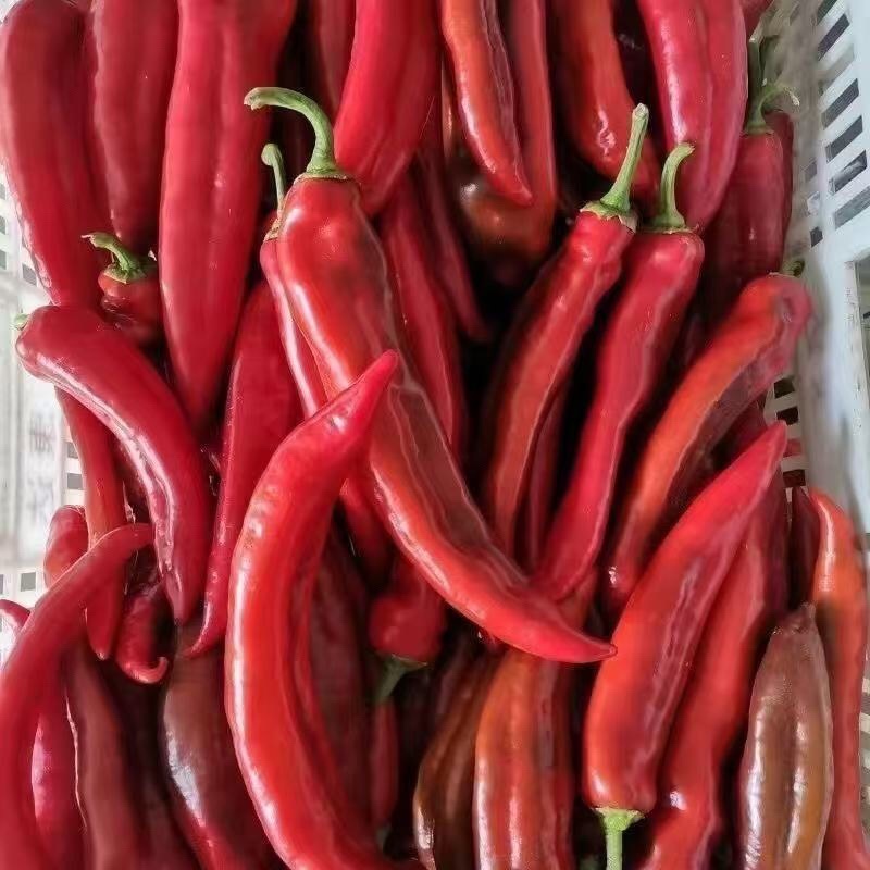 东北红辣椒，货源充足，基地种植，可视频看货