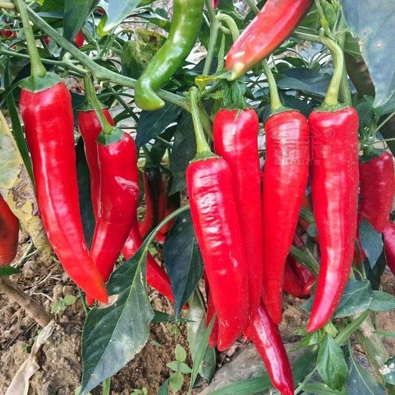 东北红辣椒，货源充足，基地种植，可视频看货