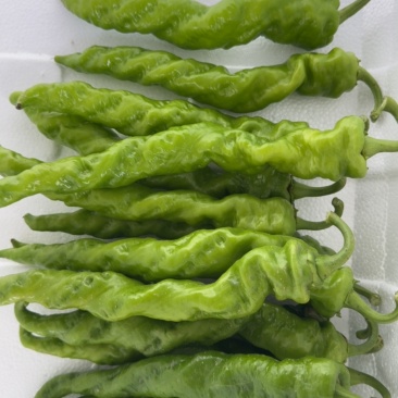 龙椒
