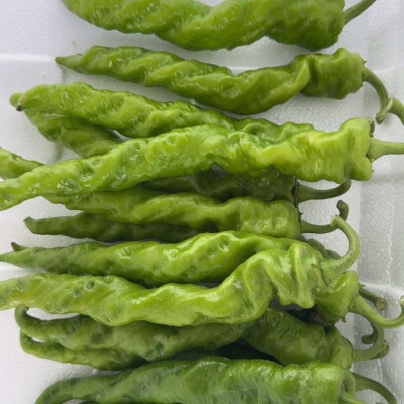 龙椒