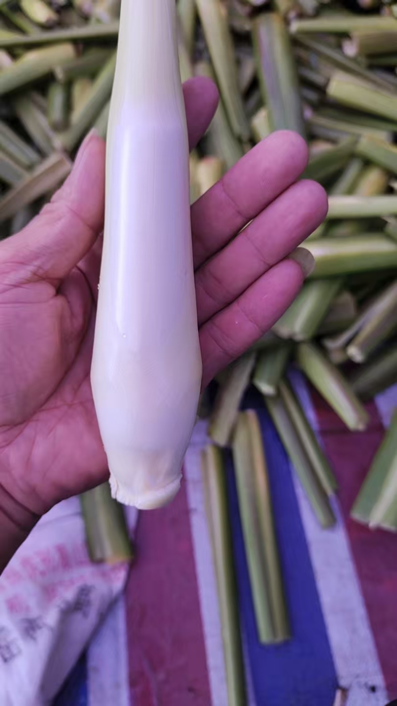 美人茭大量批发走货对接商场超市批发市场等各种规格各种货品