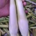 美人茭大量批发走货对接商场超市批发市场等各种规格各种货品
