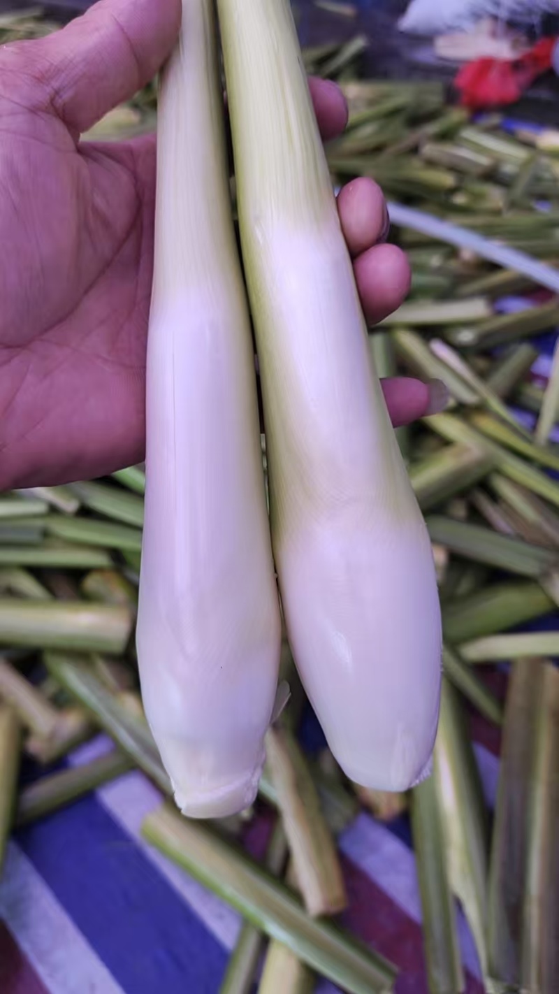 美人茭大量批发走货对接商场超市批发市场等各种规格各种货品