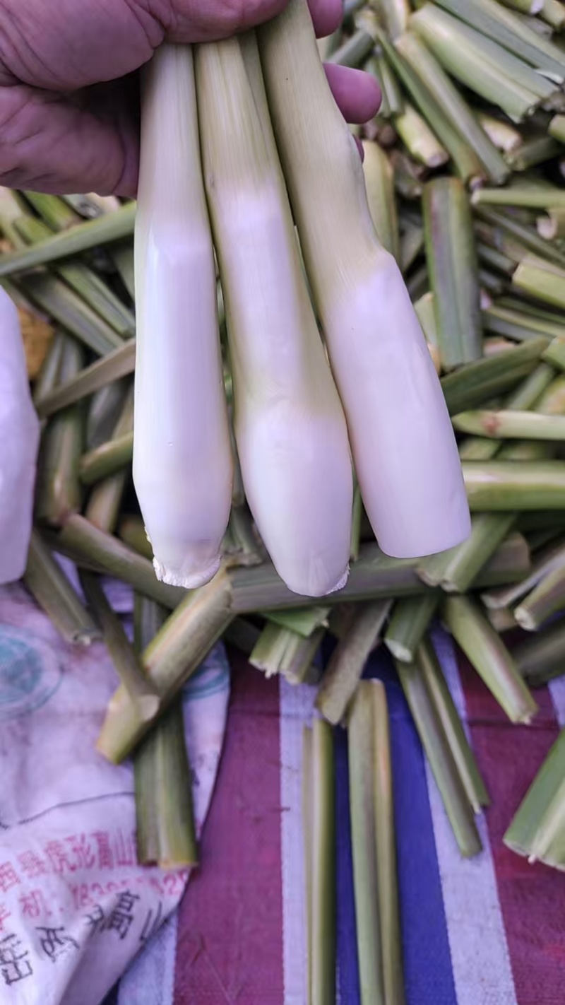 美人茭大量批发走货对接商场超市批发市场等各种规格各种货品