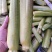 美人茭大量批发走货对接商场超市批发市场等各种规格各种货品