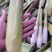 美人茭大量批发走货对接商场超市批发市场等各种规格各种货品