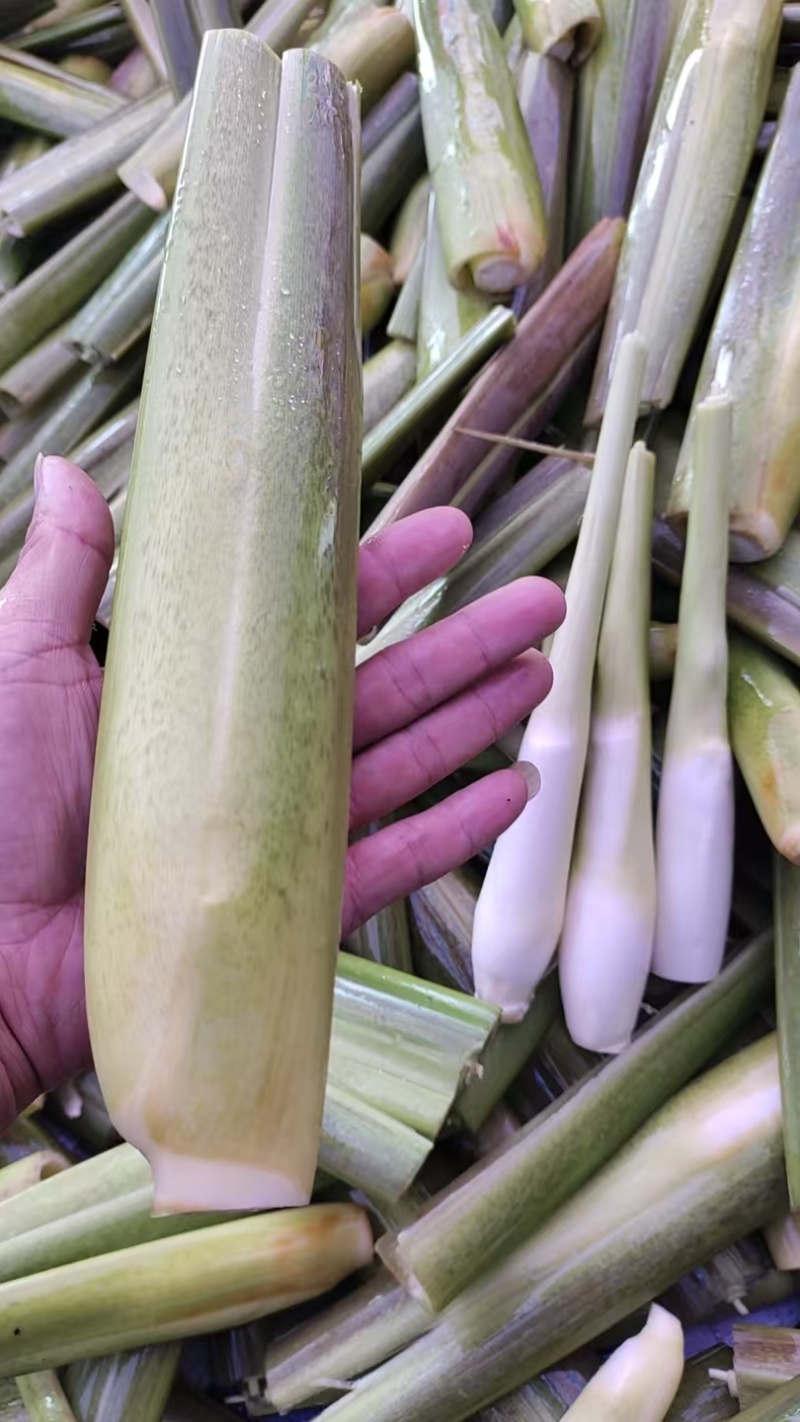 美人茭大量批发走货对接商场超市批发市场等各种规格各种货品