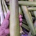 美人茭大量批发走货对接商场超市批发市场等各种规格各种货品