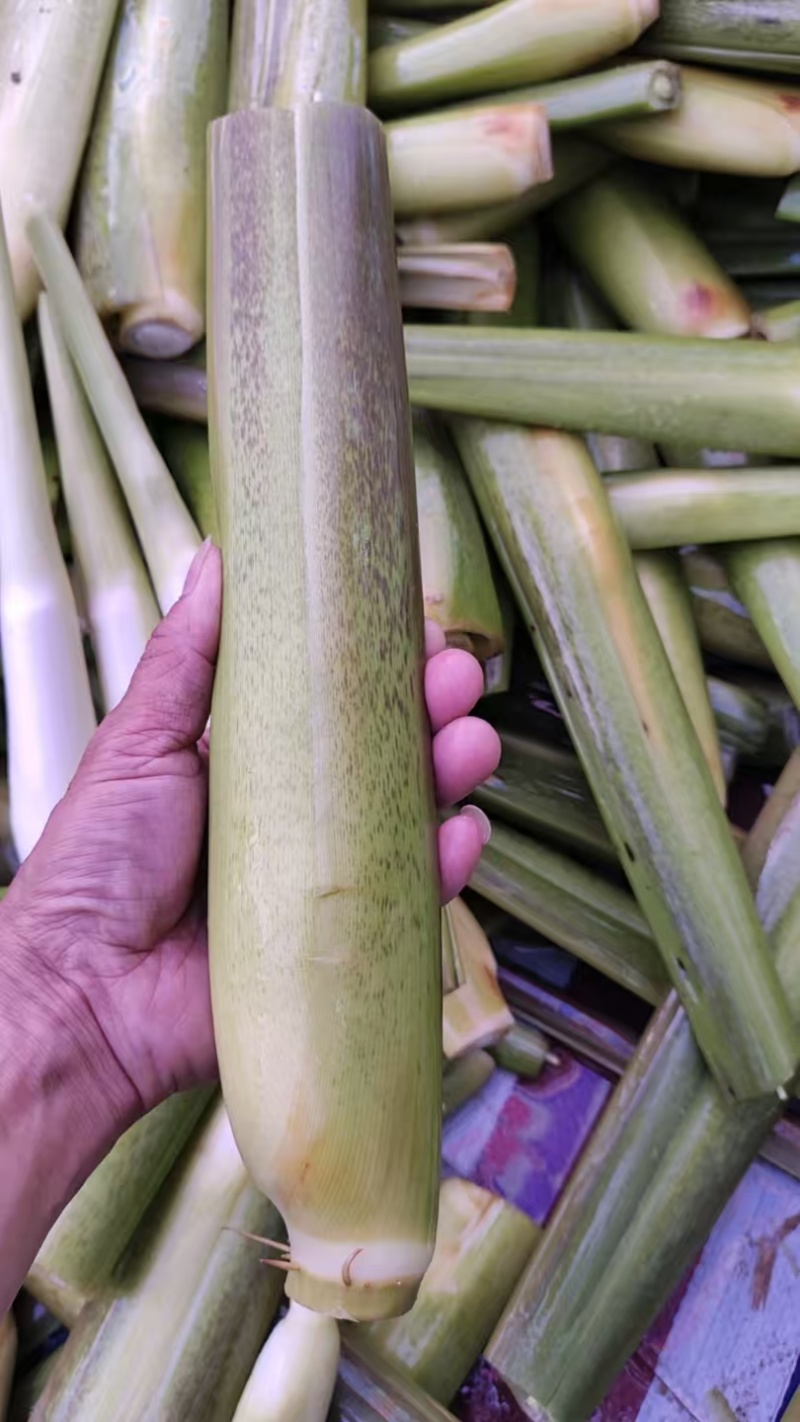 美人茭大量批发走货对接商场超市批发市场等各种规格各种货品