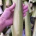 美人茭大量批发走货对接商场超市批发市场等各种规格各种货品