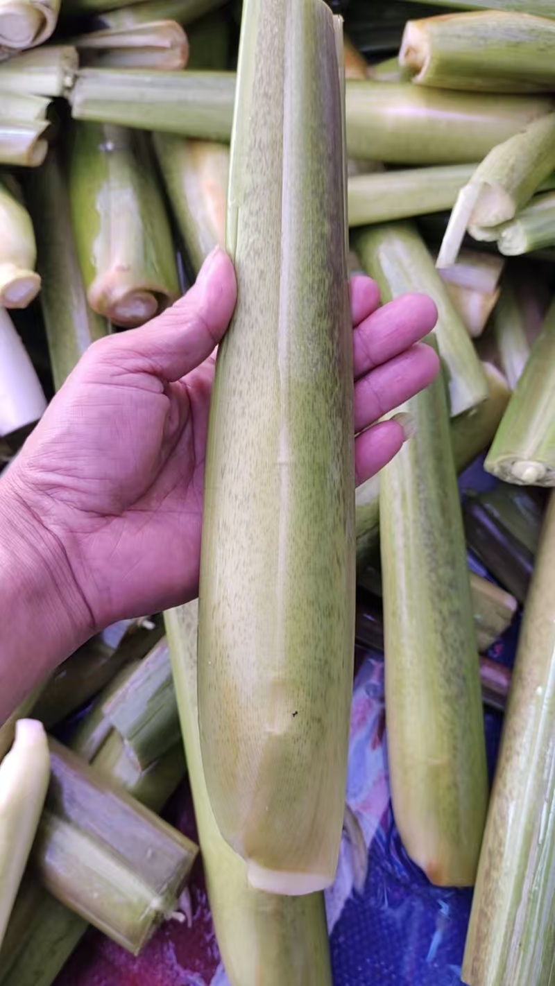 美人茭大量批发走货对接商场超市批发市场等各种规格各种货品