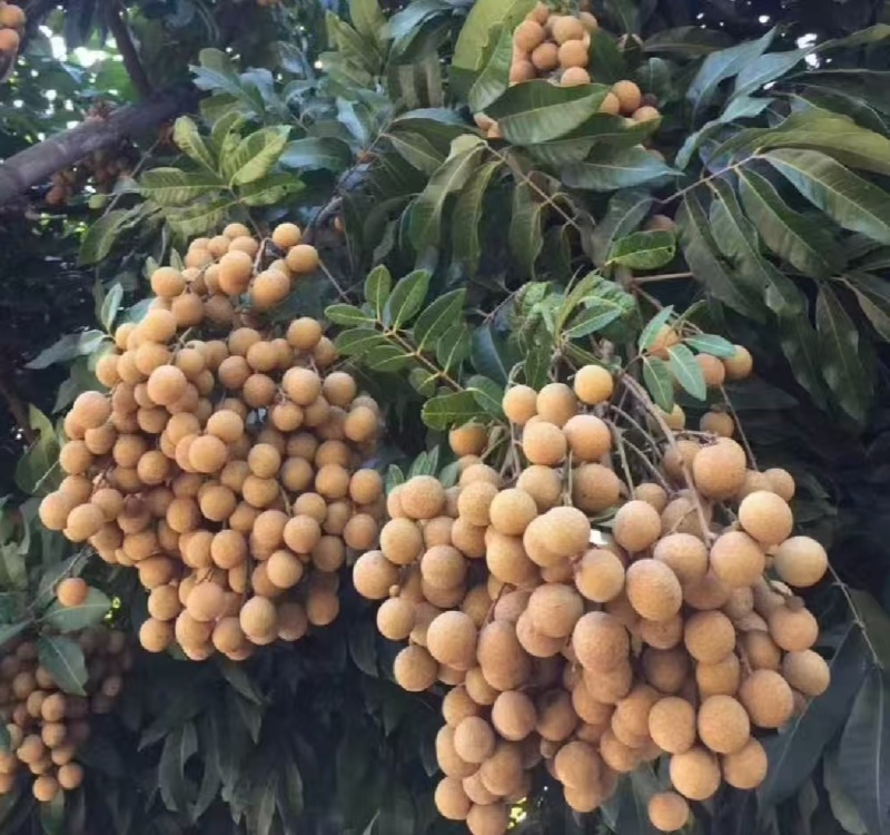 桂圆