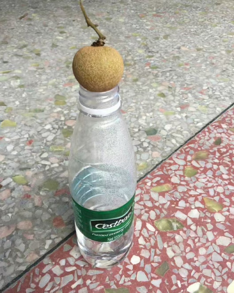 桂圆