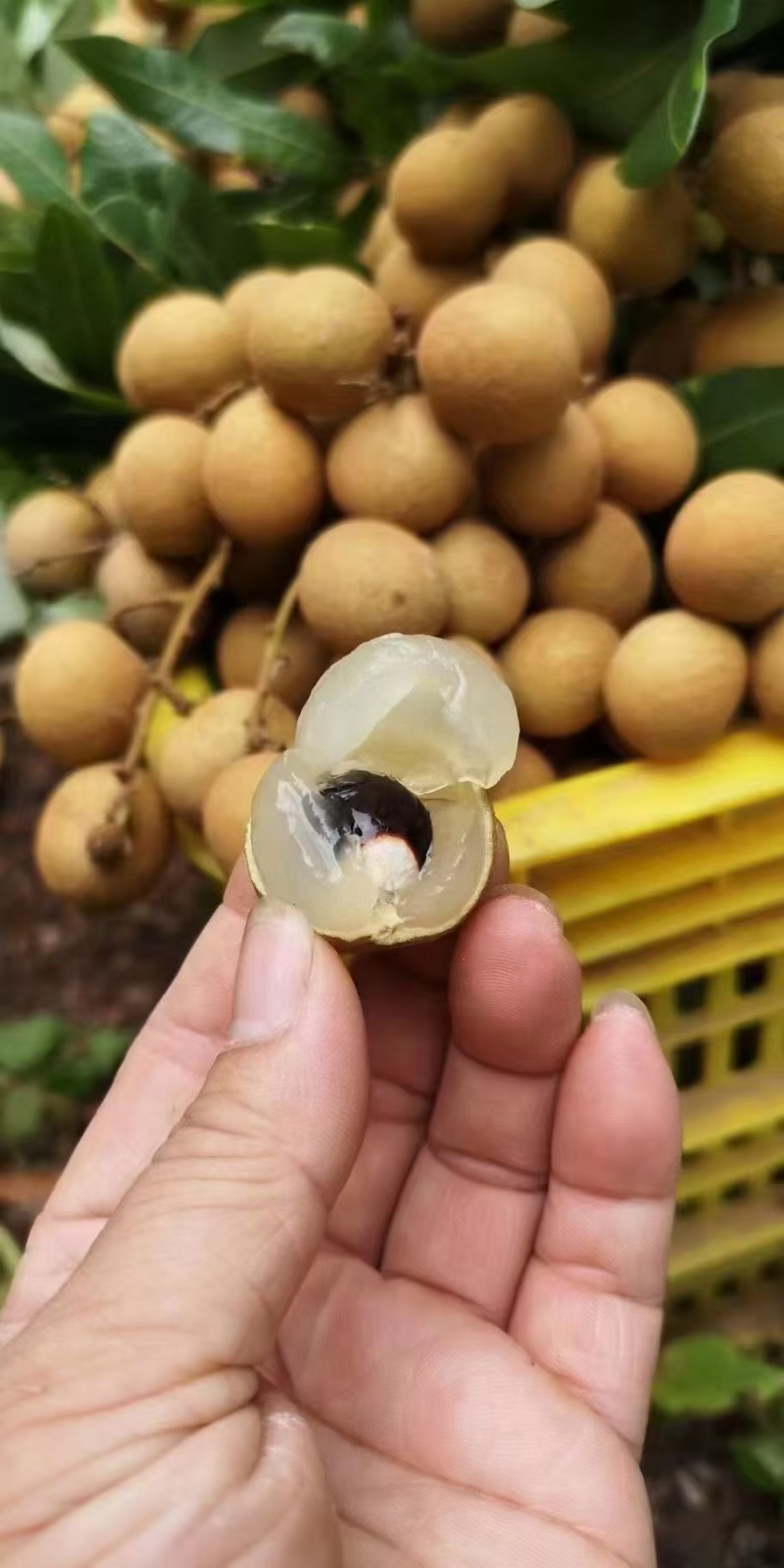 桂圆