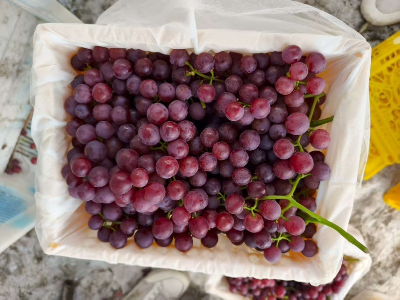 新疆玻璃脆葡萄🍇