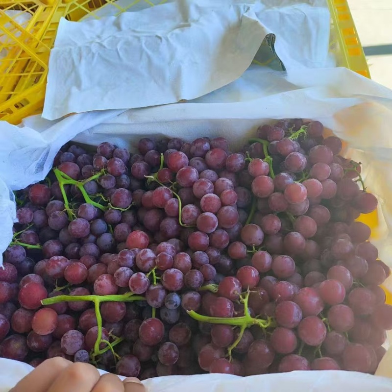 新疆玻璃脆葡萄🍇