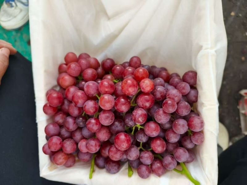 新疆玻璃脆葡萄🍇