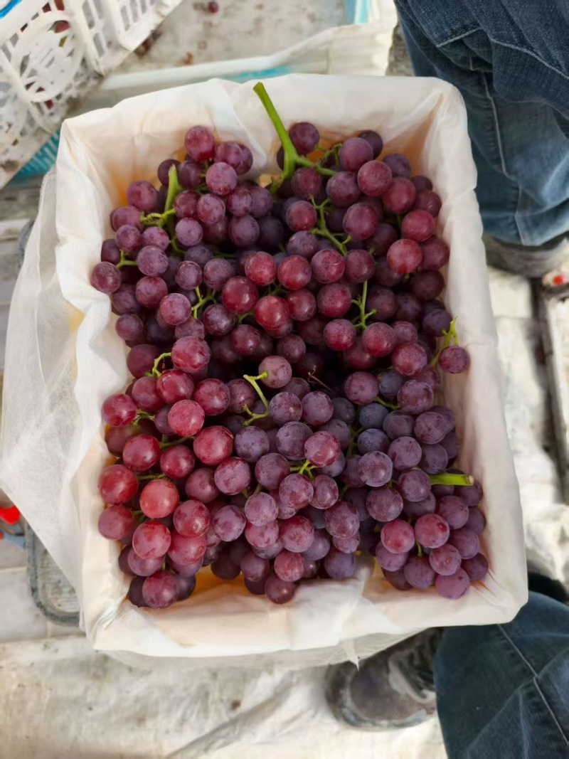新疆玻璃脆葡萄🍇