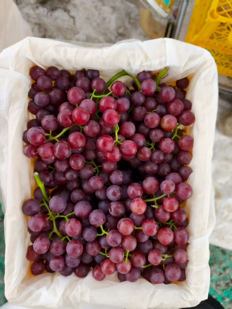 新疆玻璃脆葡萄🍇